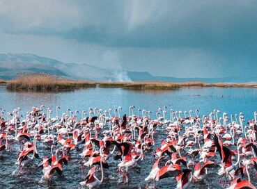 LAKES OF FLAMINGOS, STORKS AND PELICANS