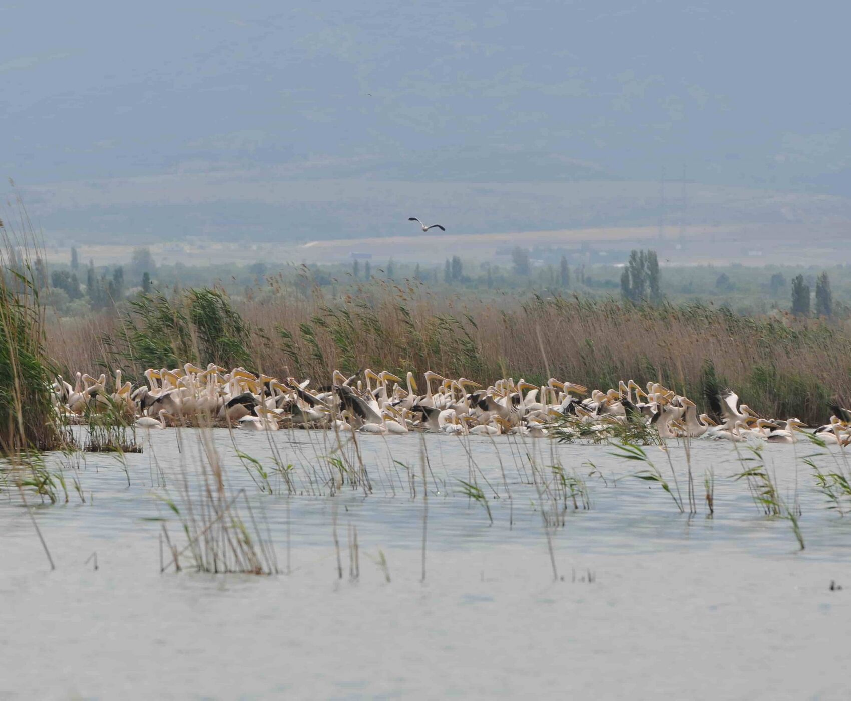 LAKES OF FLAMINGOS, STORKS AND PELICANS